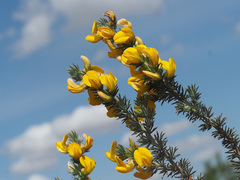 Aspalathus joubertiana