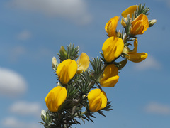 Aspalathus joubertiana