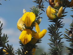 Aspalathus joubertiana