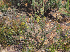 Struthiola fasciata