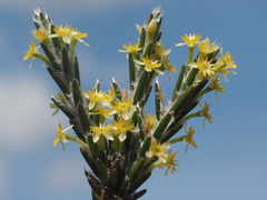 Struthiola fasciata