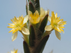 Struthiola fasciata