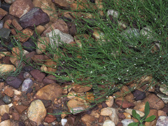 Muraltia muraltioides