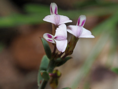 Muraltia muraltioides