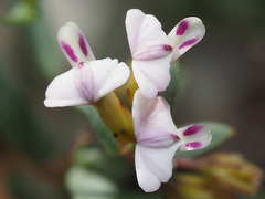 Muraltia muraltioides