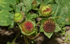 Synchytrium australe