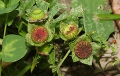 Synchytrium australe