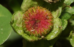 Synchytrium australe