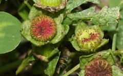 Synchytrium australe