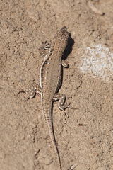 Eremias velox