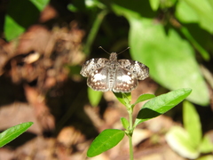 Chiomara georgina georgina
