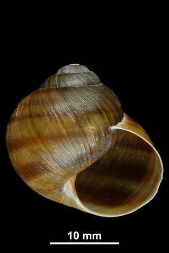 Corsican Snail