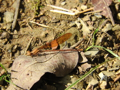 Argia rhoadsi