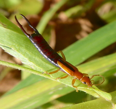 Dermaptera