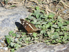 Anthanassa drusilla lelex