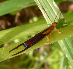 Dermaptera