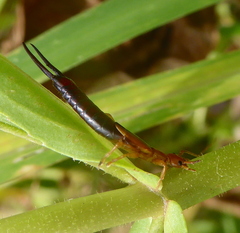 Dermaptera