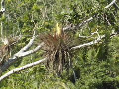 Tillandsia jaliscomonticola