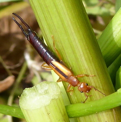 Dermaptera
