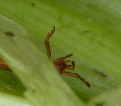 Dermaptera