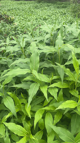 iNaturalist observation photo of knotweeds, smartweeds, and waterpeppers