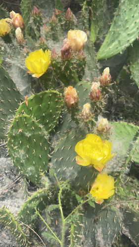 iNaturalist observation photo of Prickly Pears