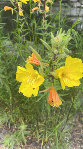 iNaturalist observation photo of tall evening primrose