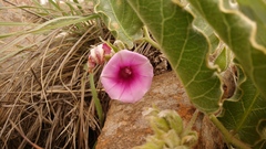 Ipomoea ommanneyi