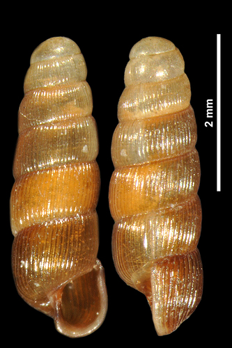 Aiguillette de Gorbio