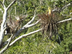 Tillandsia jaliscomonticola