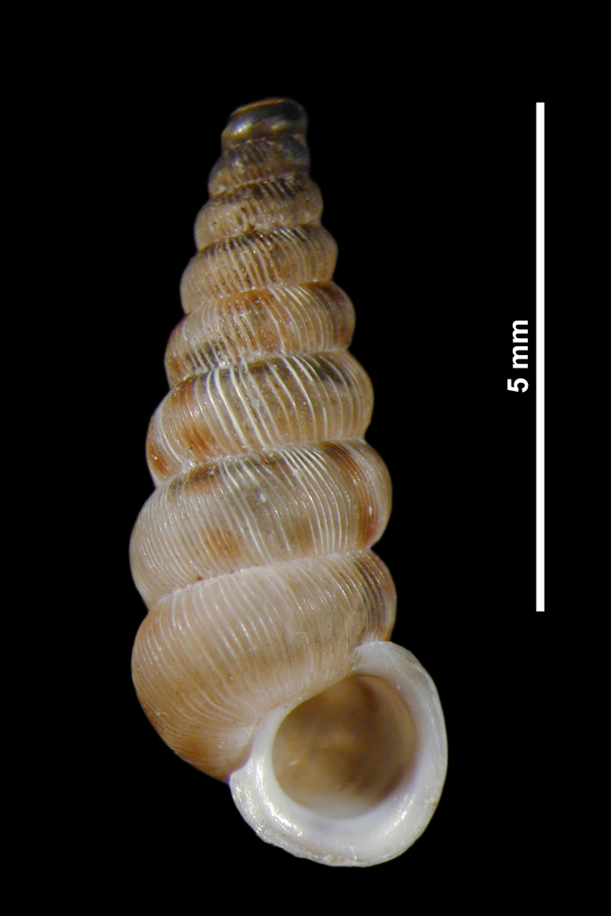 Cochlostoma acutum