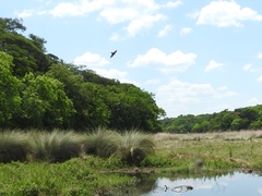 Psalidoprocne pristoptera