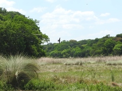 Psalidoprocne pristoptera