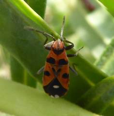 Horvathiolus delicatulus