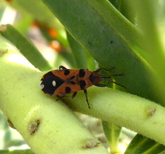 Horvathiolus delicatulus