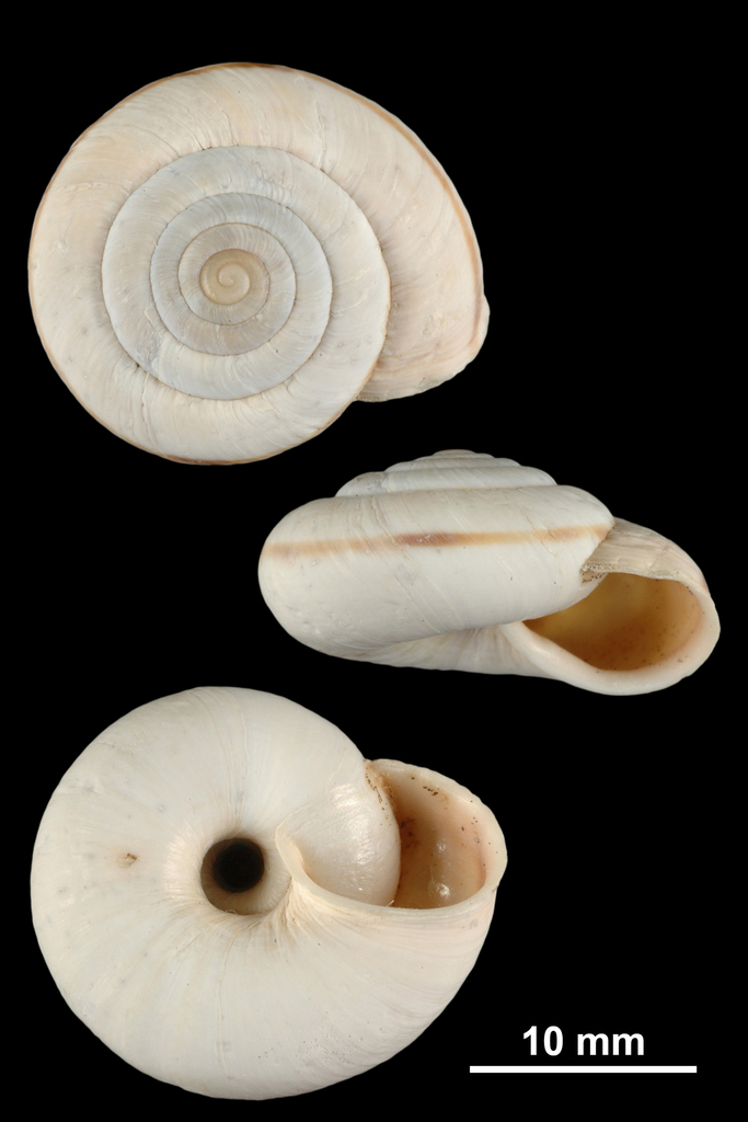 Chilostoma frigidum frigidum