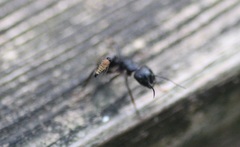 Apocephalus coquilletti