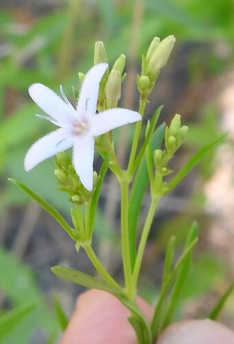 Stenaria nigricans