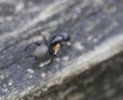 Apocephalus coquilletti