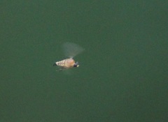 Apocephalus coquilletti