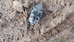Capnodis cariosa