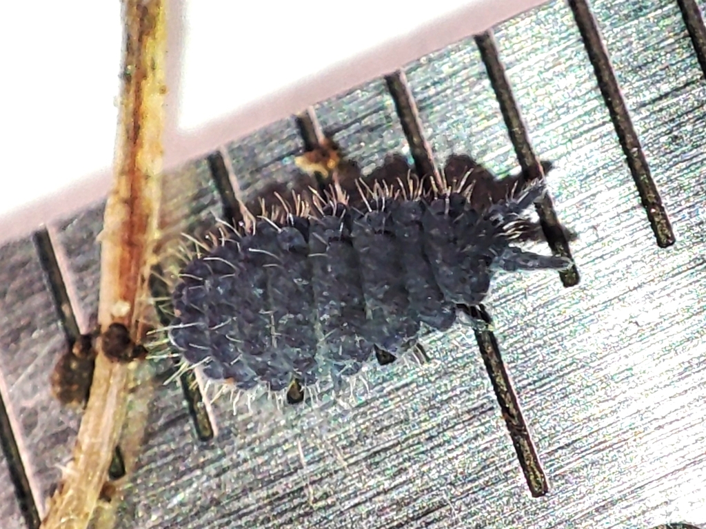 Morulina verrucosa