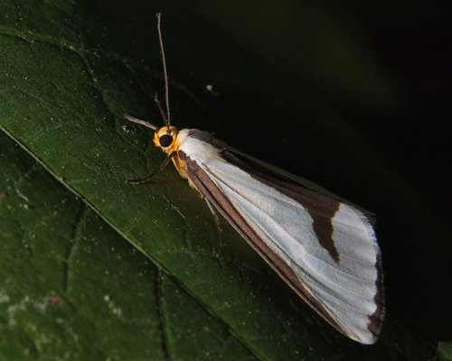 Leconte's Haploa Moth photo 5