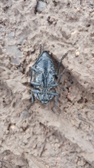 Capnodis cariosa