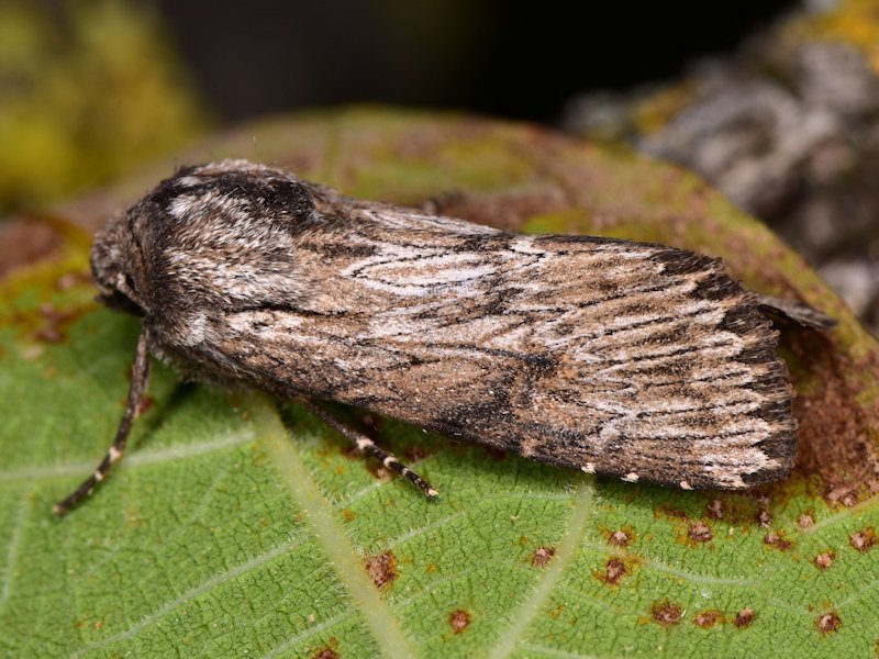 Feathered Brindle