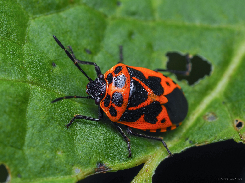 Painted bug