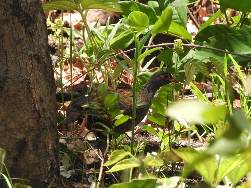 Red-necked Spurfowl