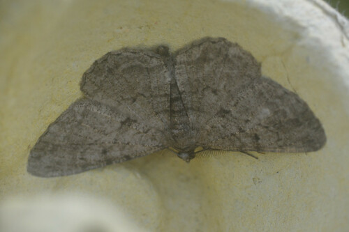 Willow Beauty photo 3