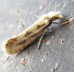Ateliotum hungaricellum