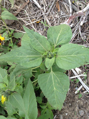 Helianthus annuus